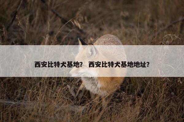 西安比特犬基地？ 西安比特犬基地地址？