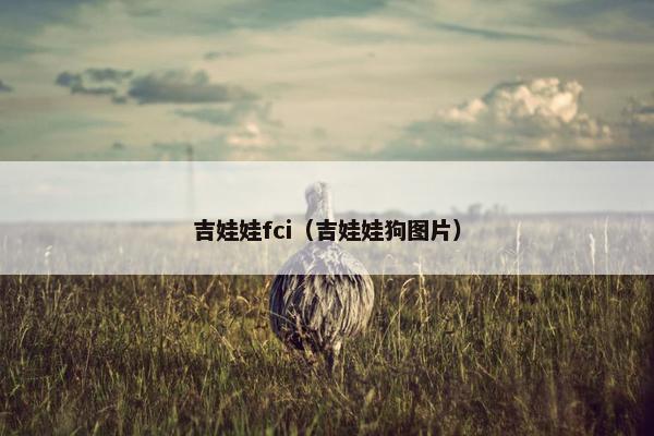 吉娃娃fci（吉娃娃狗图片）