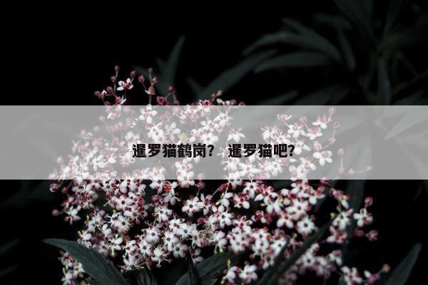 暹罗猫鹤岗？ 暹罗猫吧？