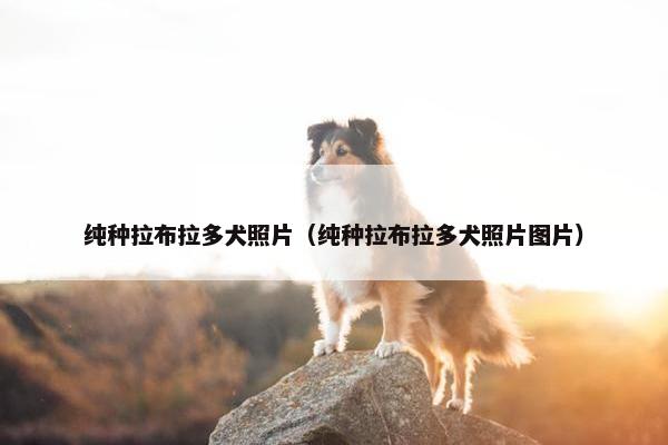 纯种拉布拉多犬照片（纯种拉布拉多犬照片图片）