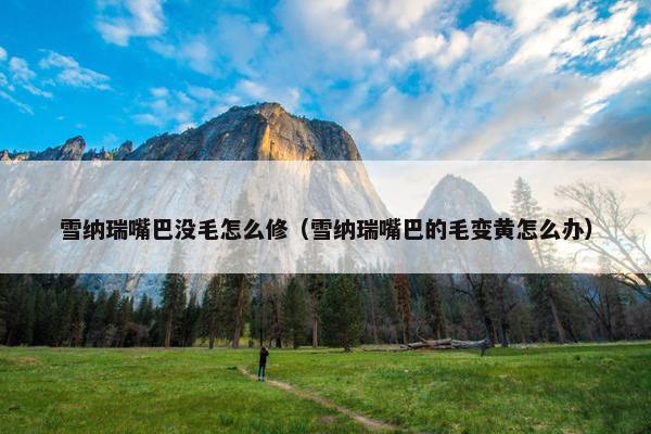 雪纳瑞嘴巴没毛怎么修（雪纳瑞嘴巴的毛变黄怎么办）