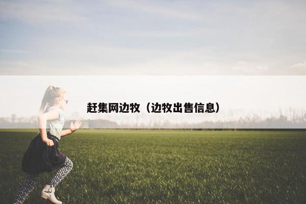 赶集网边牧（边牧出售信息）