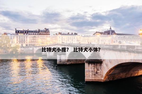 比特犬小提？ 比特犬小体？