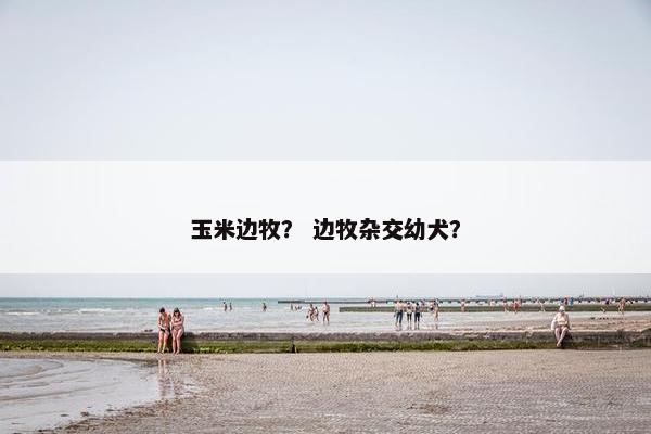 玉米边牧？ 边牧杂交幼犬？