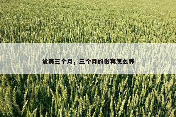 贵宾三个月，三个月的贵宾怎么养