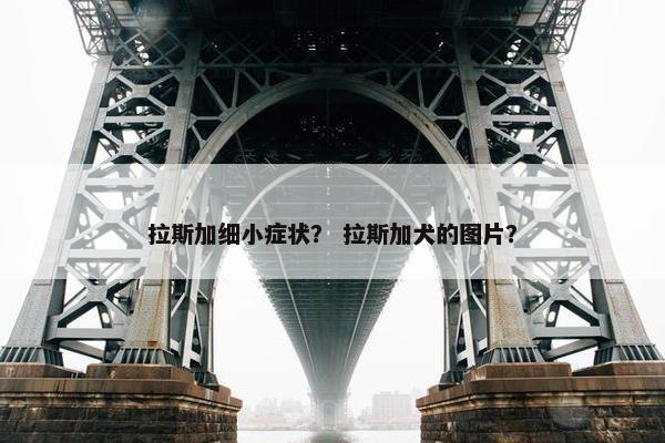 拉斯加细小症状？ 拉斯加犬的图片？