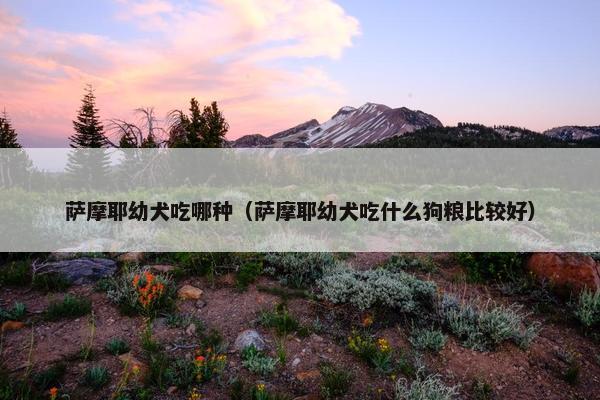 萨摩耶幼犬吃哪种（萨摩耶幼犬吃什么狗粮比较好）