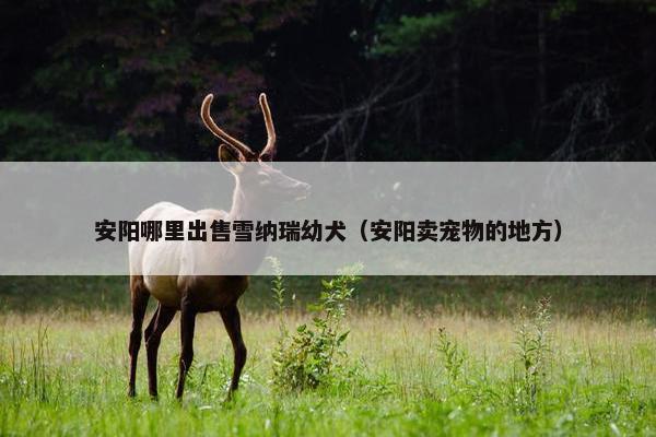 安阳哪里出售雪纳瑞幼犬（安阳卖宠物的地方）