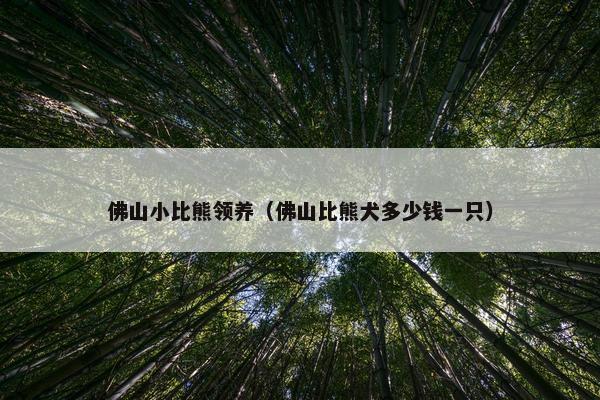 佛山小比熊领养（佛山比熊犬多少钱一只）