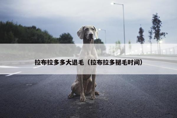 拉布拉多多大退毛（拉布拉多褪毛时间）
