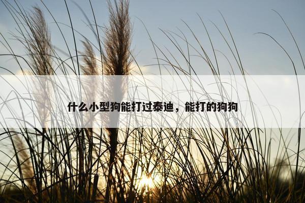 什么小型狗能打过泰迪，能打的狗狗