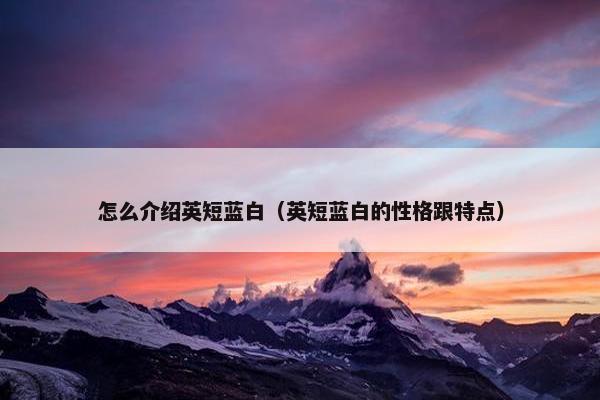 怎么介绍英短蓝白（英短蓝白的性格跟特点）