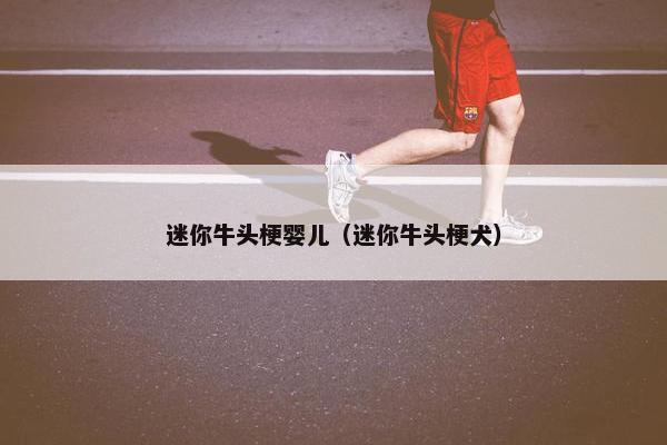 迷你牛头梗婴儿（迷你牛头梗犬）