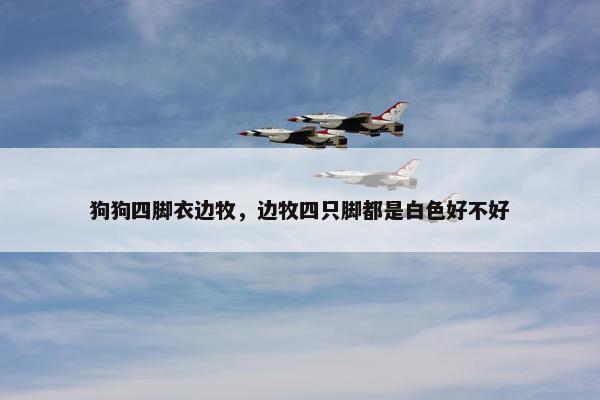 狗狗四脚衣边牧，边牧四只脚都是白色好不好