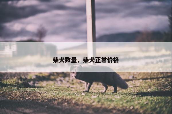 柴犬数量，柴犬正常价格