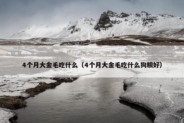 4个月大金毛吃什么（4个月大金毛吃什么狗粮好）