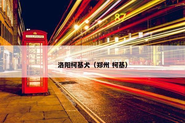 洛阳柯基犬（郑州 柯基）