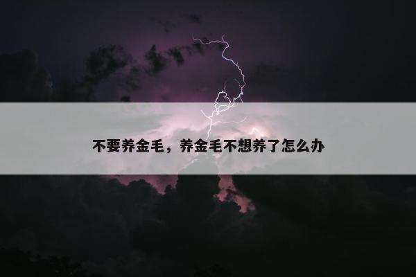 不要养金毛，养金毛不想养了怎么办
