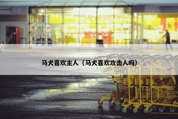 马犬喜欢主人（马犬喜欢攻击人吗）