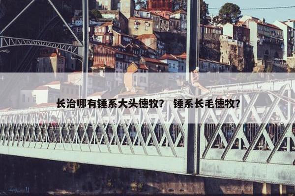 长治哪有锤系大头德牧？ 锤系长毛德牧？