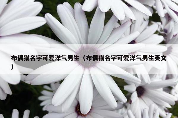 布偶猫名字可爱洋气男生（布偶猫名字可爱洋气男生英文）