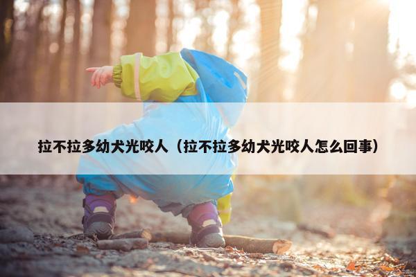 拉不拉多幼犬光咬人（拉不拉多幼犬光咬人怎么回事）