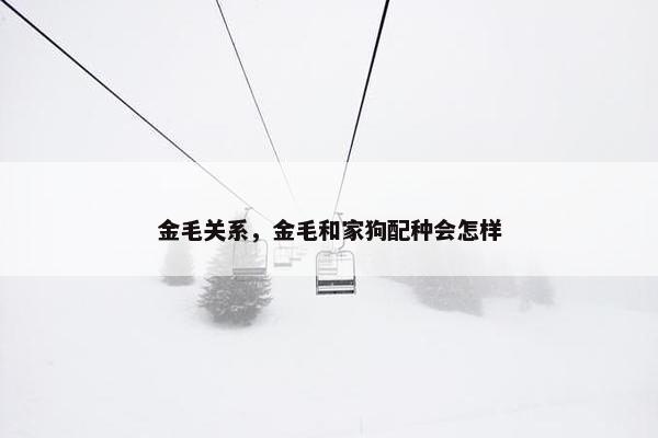 金毛关系，金毛和家狗配种会怎样