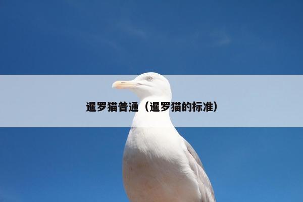 暹罗猫普通（暹罗猫的标准）