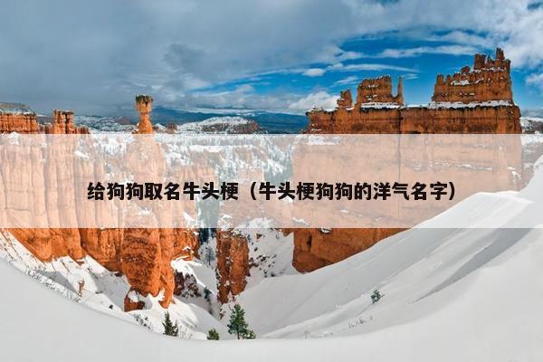 给狗狗取名牛头梗（牛头梗狗狗的洋气名字）