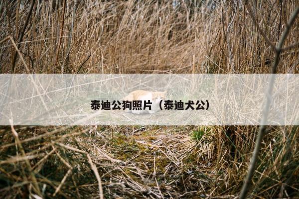 泰迪公狗照片（泰迪犬公）