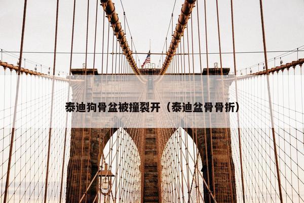 泰迪狗骨盆被撞裂开（泰迪盆骨骨折）