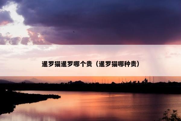 暹罗猫暹罗哪个贵（暹罗猫哪种贵）