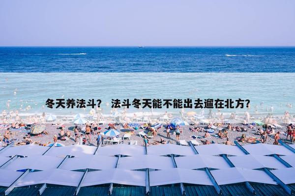 冬天养法斗？ 法斗冬天能不能出去遛在北方？