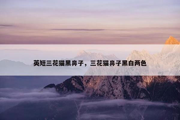 英短三花猫黑鼻子，三花猫鼻子黑白两色