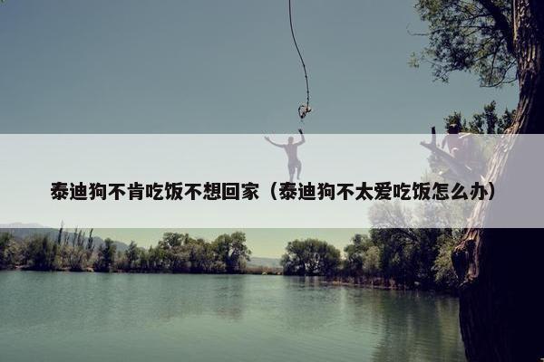 泰迪狗不肯吃饭不想回家（泰迪狗不太爱吃饭怎么办）