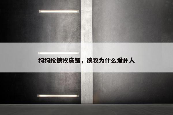 狗狗抢德牧床铺，德牧为什么爱扑人