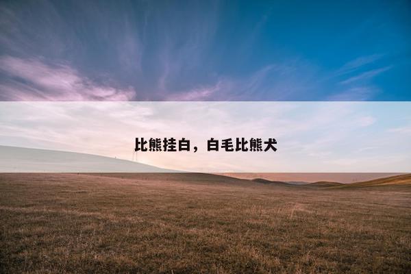 比熊挂白，白毛比熊犬