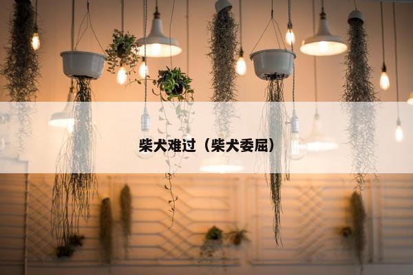 柴犬难过（柴犬委屈）