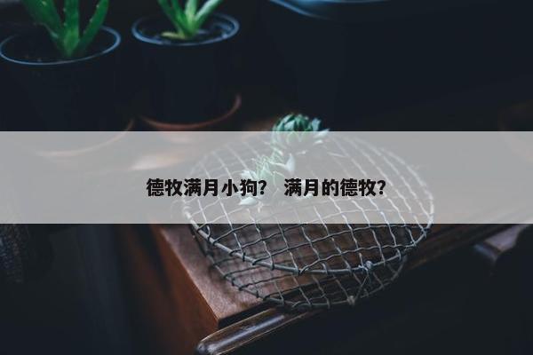 德牧满月小狗？ 满月的德牧？