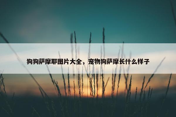 狗狗萨摩耶图片大全，宠物狗萨摩长什么样子