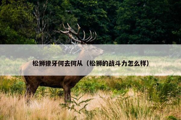 松狮獠牙何去何从（松狮的战斗力怎么样）