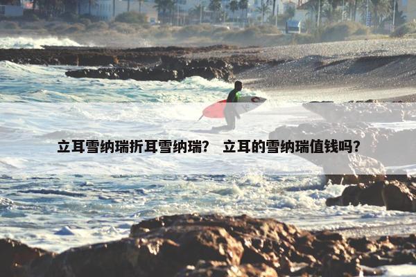 立耳雪纳瑞折耳雪纳瑞？ 立耳的雪纳瑞值钱吗？