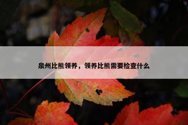 泉州比熊领养，领养比熊需要检查什么