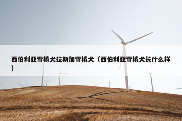 西伯利亚雪橇犬拉斯加雪橇犬（西伯利亚雪橇犬长什么样）