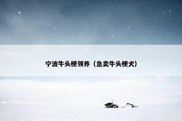 宁波牛头梗领养（急卖牛头梗犬）