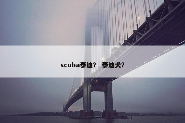scuba泰迪？ 泰迪犬？