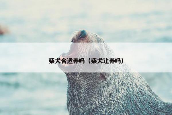 柴犬合适养吗（柴犬让养吗）
