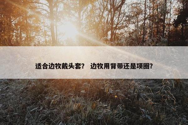 适合边牧戴头套？ 边牧用背带还是项圈？