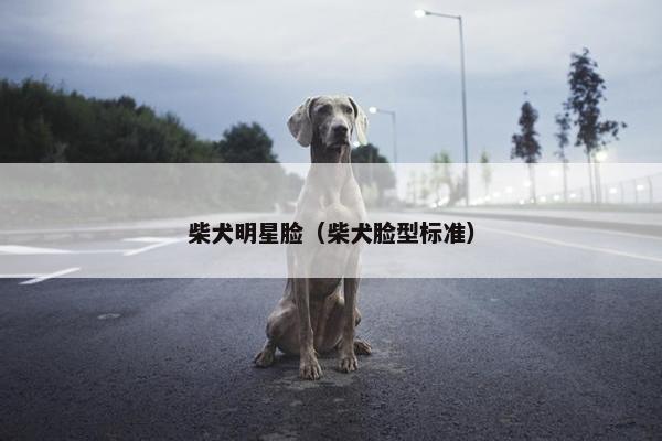 柴犬明星脸（柴犬脸型标准）