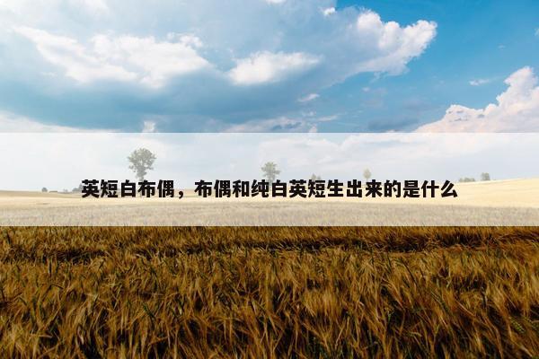 英短白布偶，布偶和纯白英短生出来的是什么